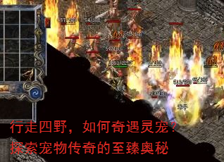 行走四野,如何奇遇灵宠?探索宠物传奇的至臻奥秘 行走四野,如何奇遇灵宠?探索宠物传奇的至臻奥秘