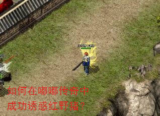 如何在嘟嘟传奇中成功诱惑红野猪? 如何在嘟嘟传奇中成功诱惑红野猪?