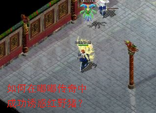 如何在嘟嘟传奇中成功诱惑红野猪? 如何在嘟嘟传奇中成功诱惑红野猪?